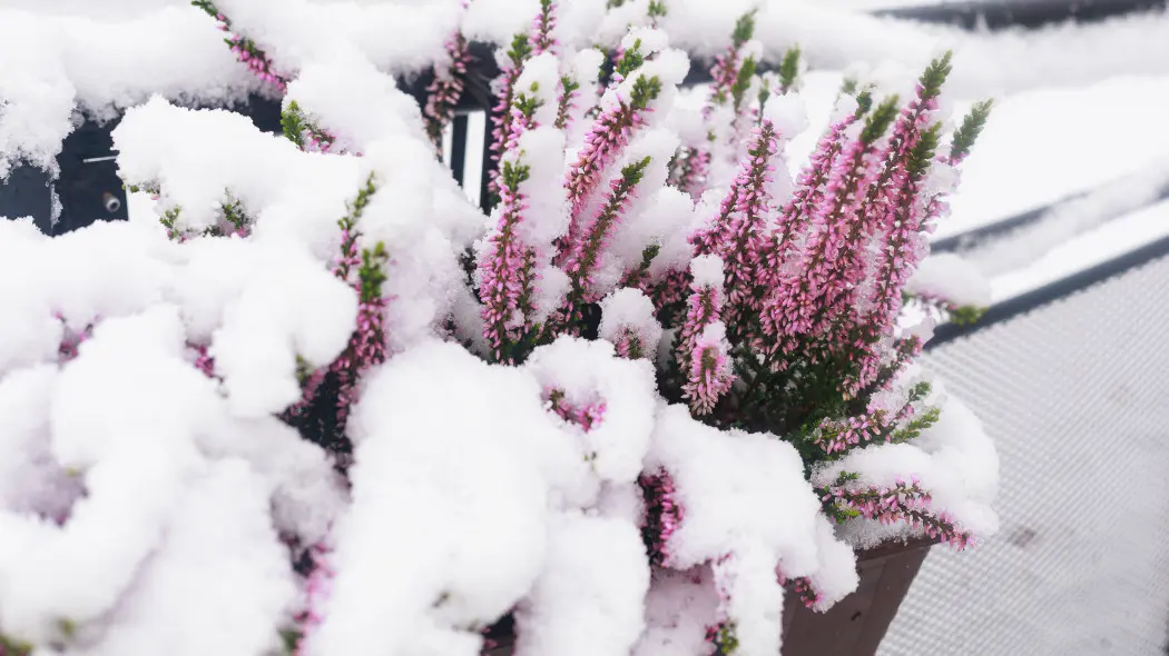 To dlatego wrzosy schną zimą. Większość ogrodników popełnia te same błędy