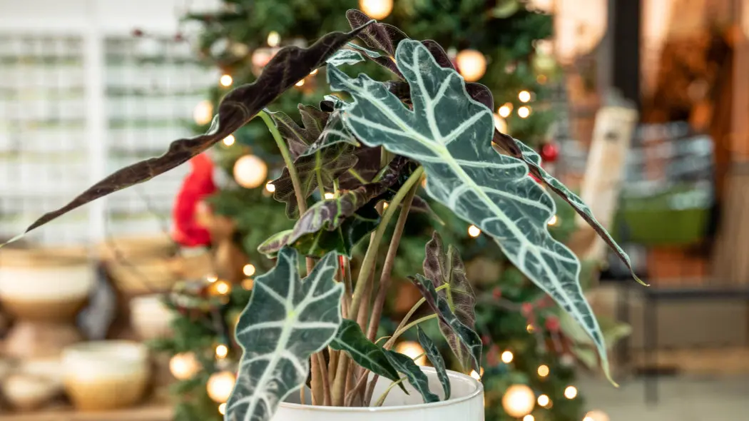 Zimowanie alokazji - warunki i pielęgnacja w zimie