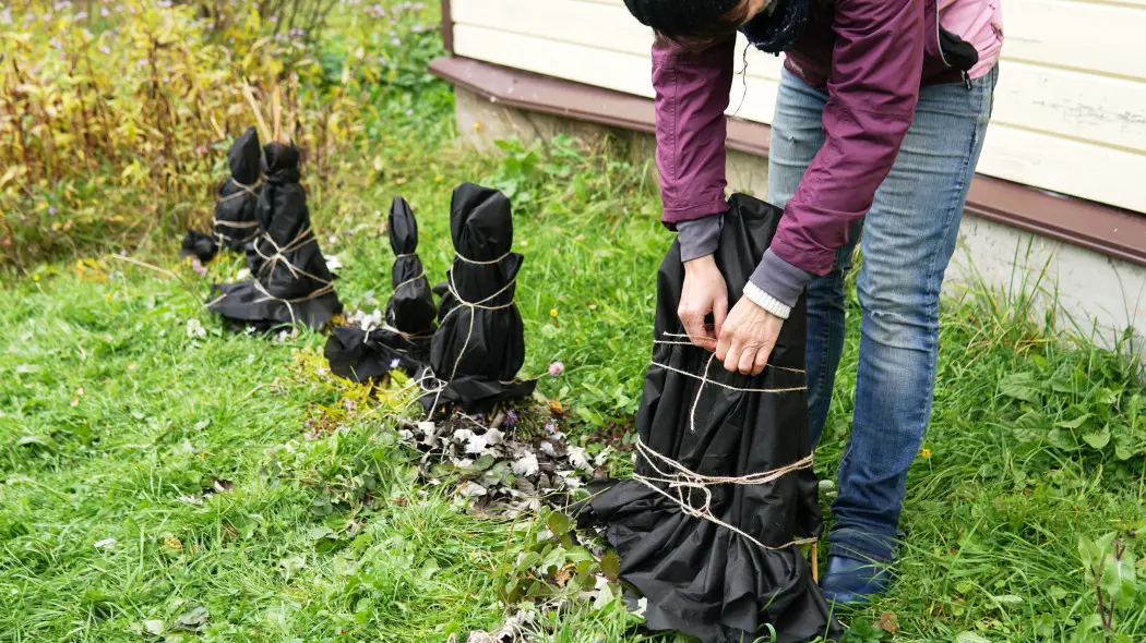 To dlatego rośliny nie przeżywają zimy. Większość ogrodników popełnia te same błędy podczas ich okrywania