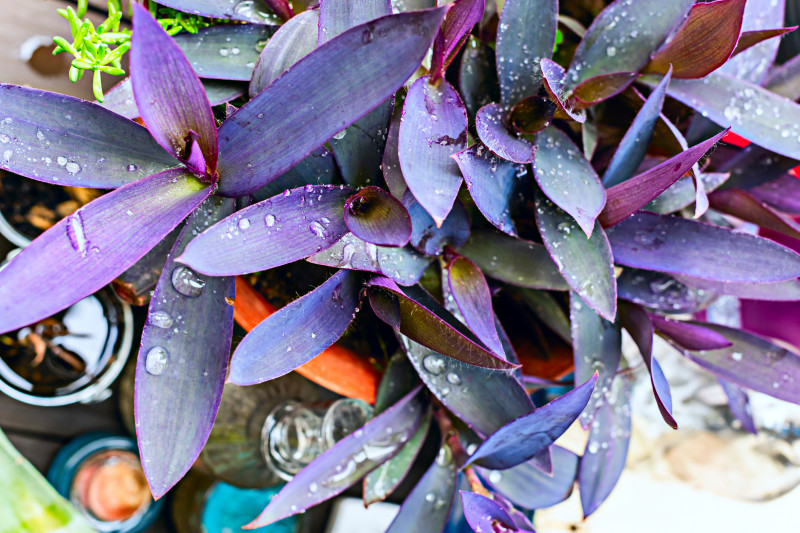 Liście trzykrotki purpurowej pokryte kroplami wody – intensywnie fioletowa Tradescantia pallida w donicy po deszczu