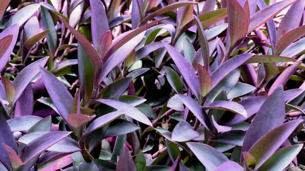 Trzykrotka purpurowa (Tradescantia pallida)