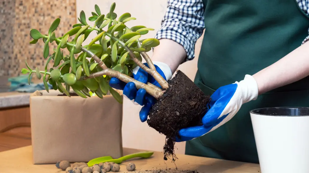 Przesadzanie grubosza