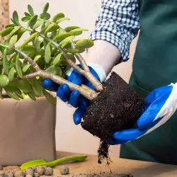 Przesadzanie grubosza – kiedy i jak często trzeba to robić? Proste zasady, o których wielu zapomina