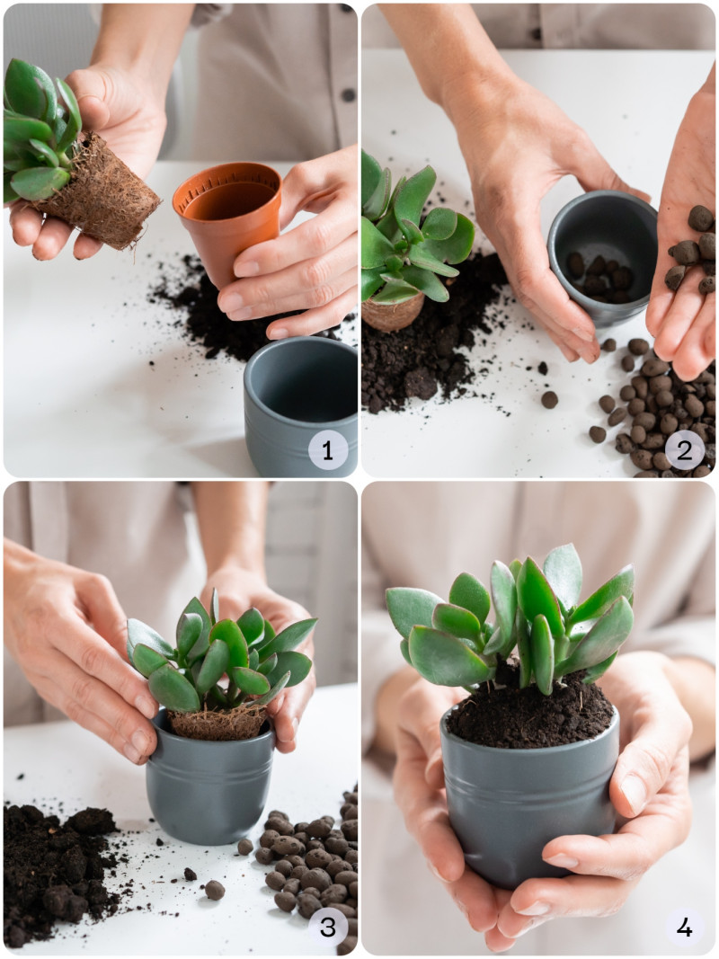 Przesadzanie grubosza krok po kroku