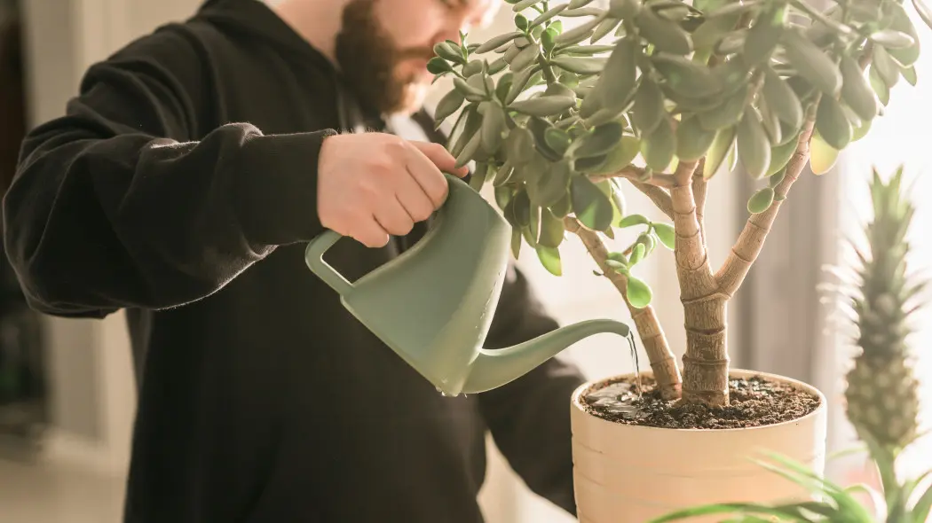 Jak podlewać grubosza Sprawdzony sposób