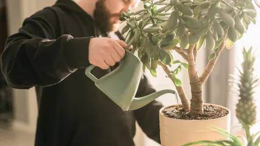 Podlewanie grubosza – czym i jak często to robić, aby go nie zalać?