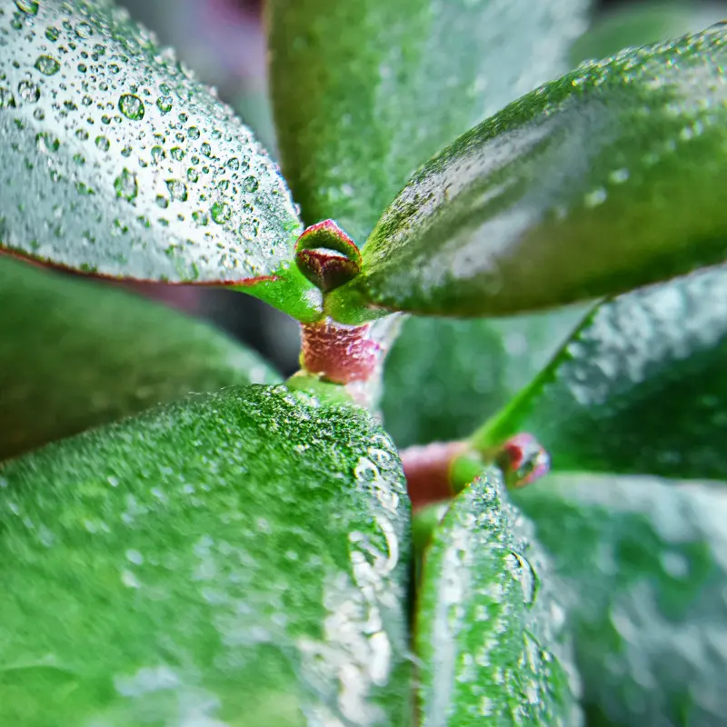 Zraszanie grubosza – liście sukulenta mokre od kropli wody, przykład błędu pielęgnacyjnego prowadzącego do gnicia.