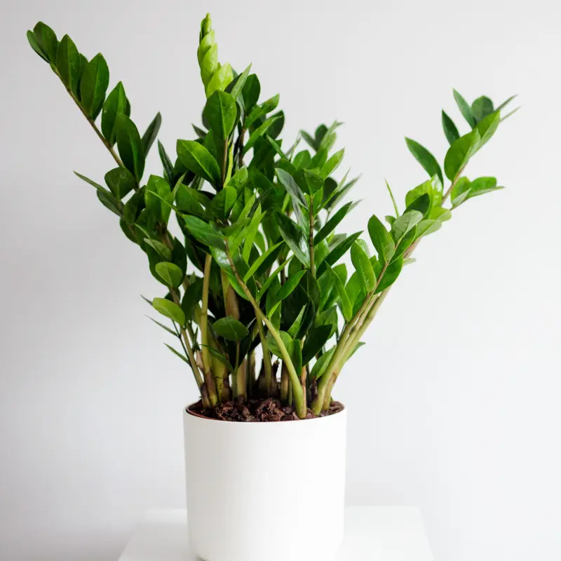 Grubosz, czyli drzewko szczęścia, w białej doniczce na tle ściany – łatwa w uprawie roślina doniczkowa na lata.