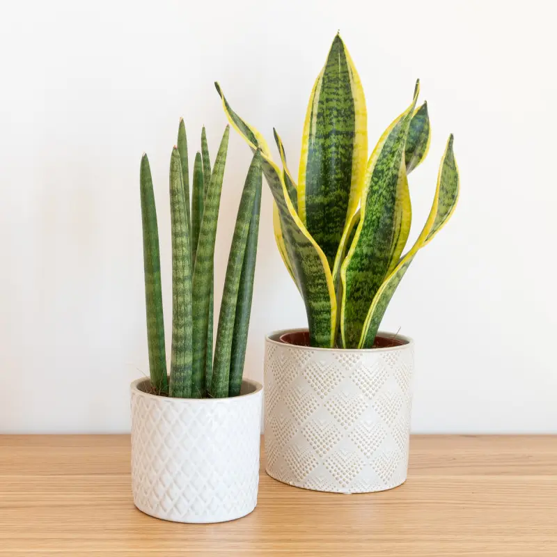 Dwie sansewierie w dekoracyjnych doniczkach na drewnianym blacie – odporne rośliny doniczkowe na prezent.