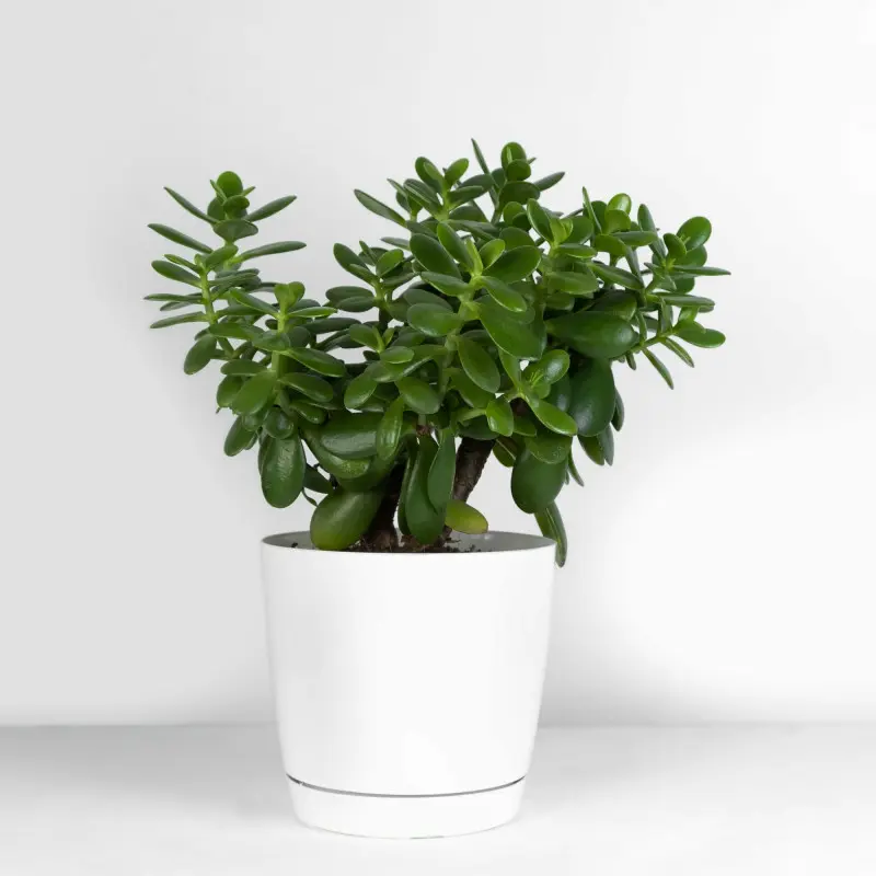 Grubosz, czyli drzewko szczęścia, w białej doniczce na tle ściany – łatwa w uprawie roślina doniczkowa na lata.