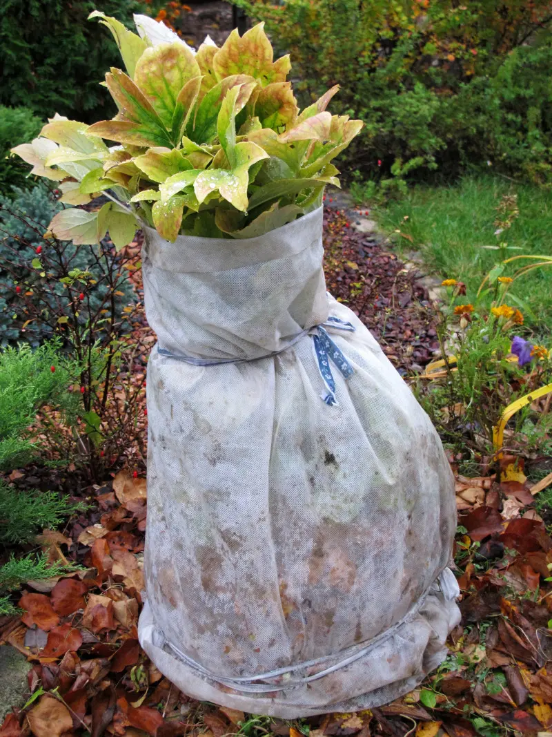 Piwonia drzewiasta owinięta na zimę