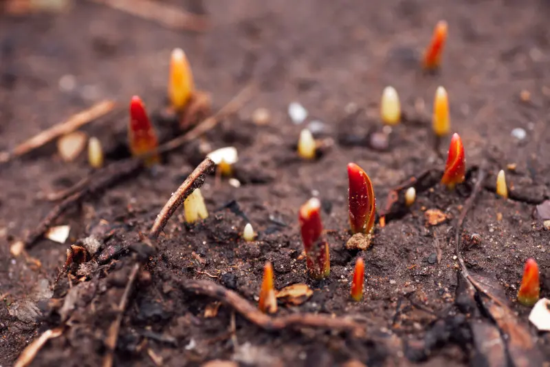 Wschodzące pędy piwonii na wiosnę