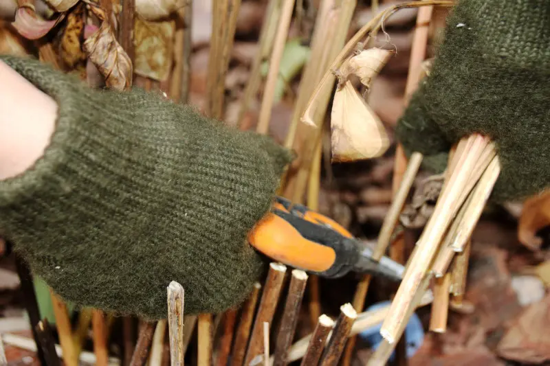 Cięcie liści piwonii przed zimą