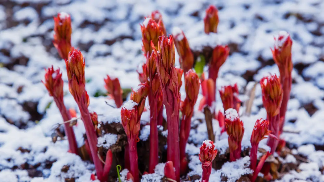 Masz piwonie? Jeszcze zdążysz przed mrozami! Tak zabezpieczysz wiosenne kwitnienie