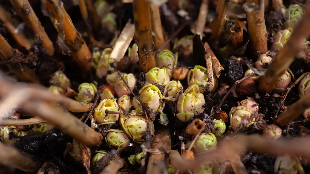 Nie zima i mróz, ale to  jest najniebezpieczniejszy moment dla hortensji. Jedna taka noc i po kwiatach