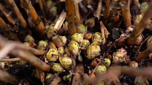 Nie zima i mróz, ale to  jest najniebezpieczniejszy moment dla hortensji. Jedna taka noc i po kwiatach