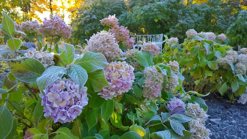 Zobacz, co może zabić hortensję szybciej niż siarczysty mróz.