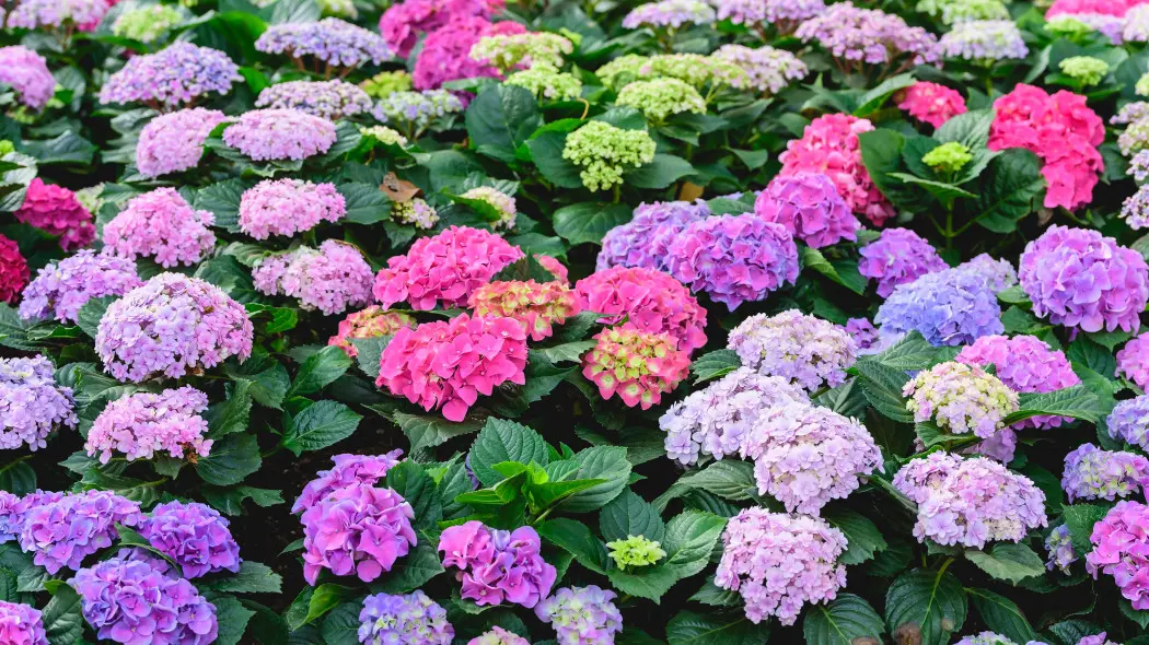 Hortensja ogrodowa odporna na przymrozki? Tak, jeśli kwitnie też na tych pędach