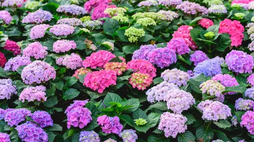 Hortensja ogrodowa "odporna" na mróz i przymrozki? Tak, jeśli kwitnie też na tych pędach