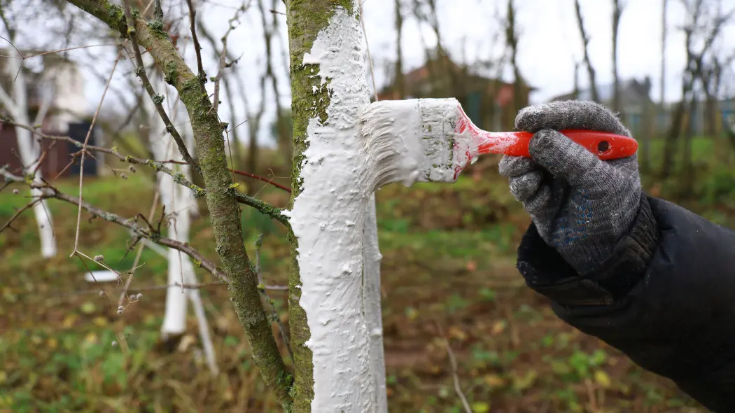 Bielenie kory na bogato. Wapno z dodatkami