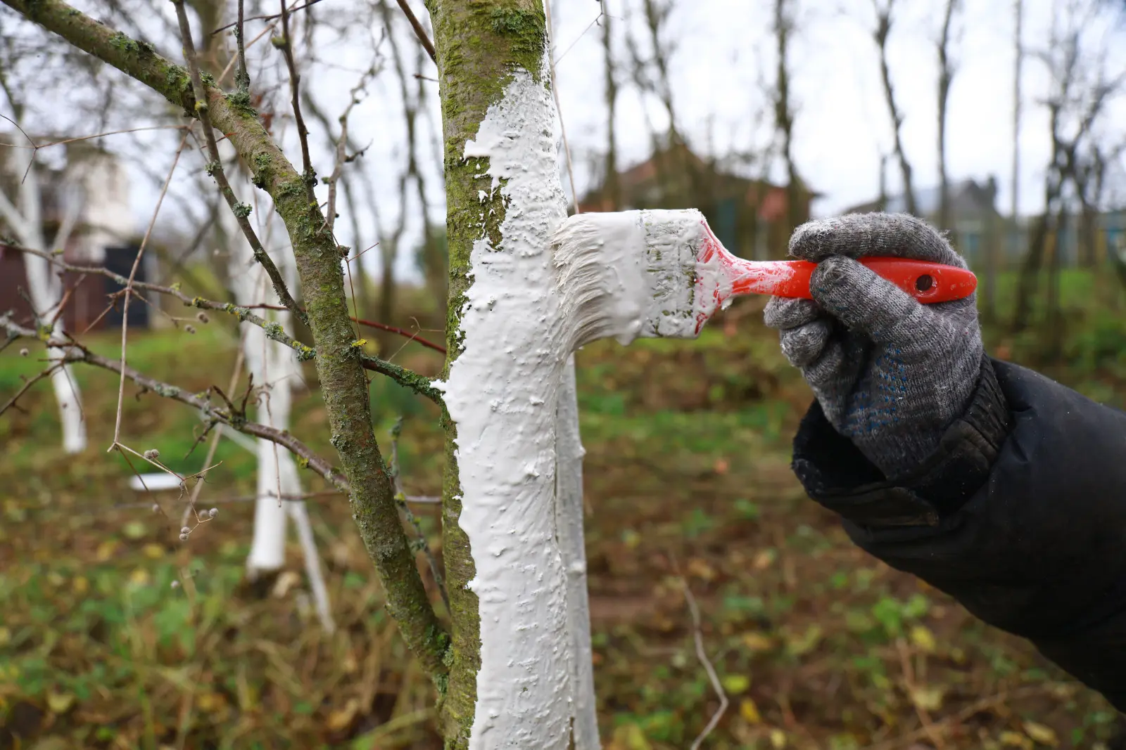 Bielenie drzew owocowych "na bogato" – czy wapno z takimi dodatkami faktycznie lepiej chroni korę?