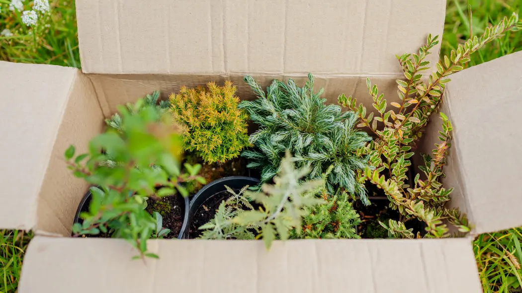 Rośliny z internetu wyglądają pięknie… ale czy są bezpieczne? Sprawdź, zanim kupisz