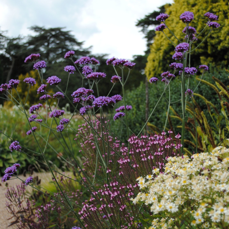 Byliny w historycznym ogrodzie RHS
Bridgewater
