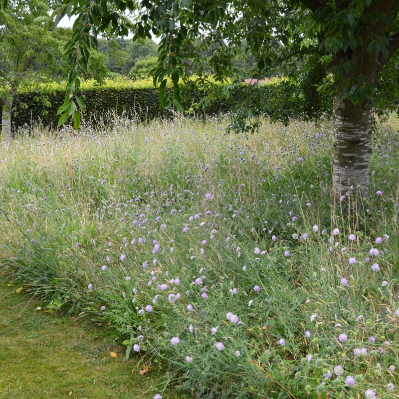 Łąka kwietna zamiast
koszonego trawnika