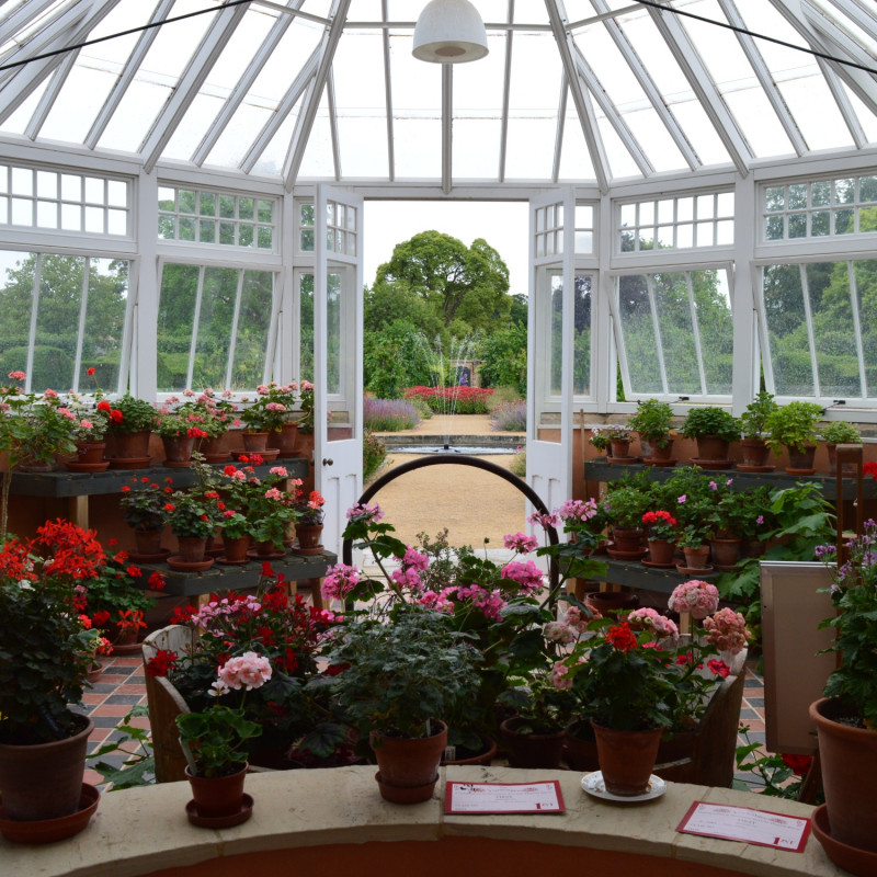 Pelargonie w szklarni