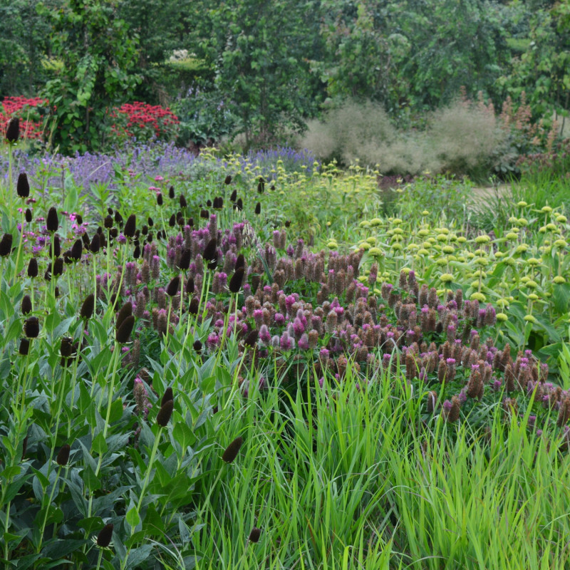 Nasadzenia naturalistyczne