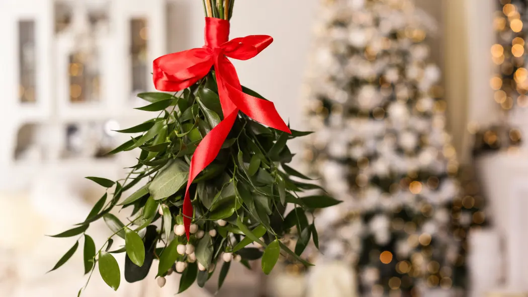 Jemioła – urokliwa i niebezpieczna zarazem