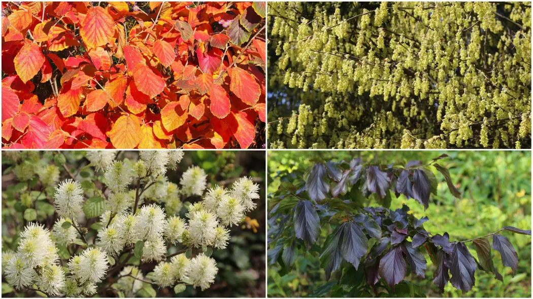 Krzewy z rodziny oczarowatych. Cztery rodzaje do uprawy w polskich ogrodach - oczar, fotergilla, parocja, leszczynowiec