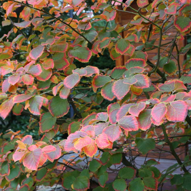 Liście oczaru przebarwione jesienią