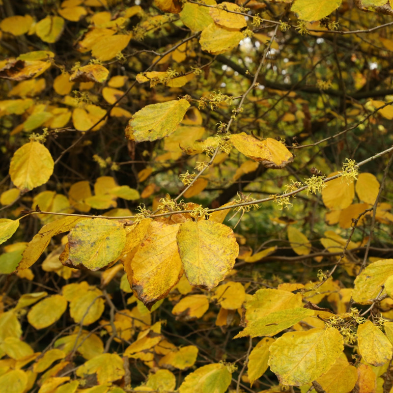 Kwitnący oczar wirginijski