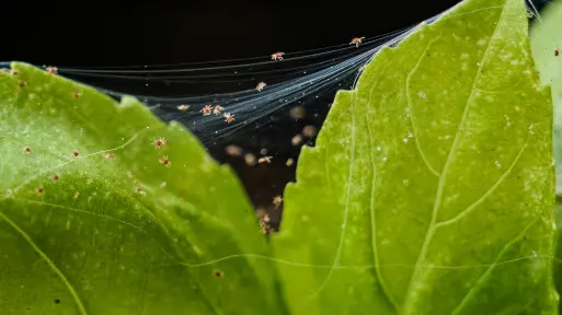 Zimowe szkodniki roślin doniczkowych. Uważaj na pajączki