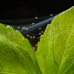 Zimowe szkodniki roślin doniczkowych. Uważaj na pajączki