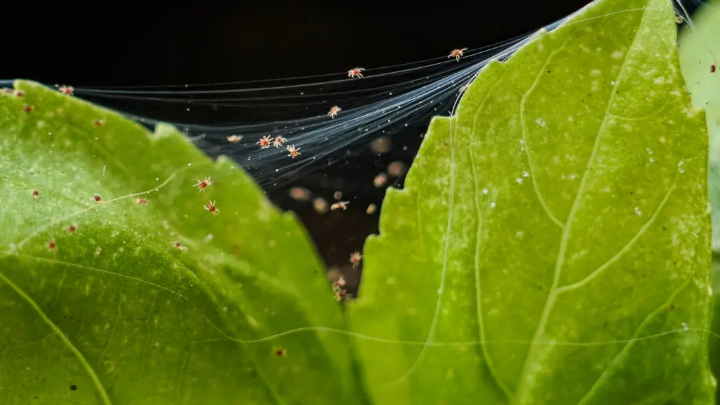 Zimowe szkodniki roślin doniczkowych. Uważaj na pajączki