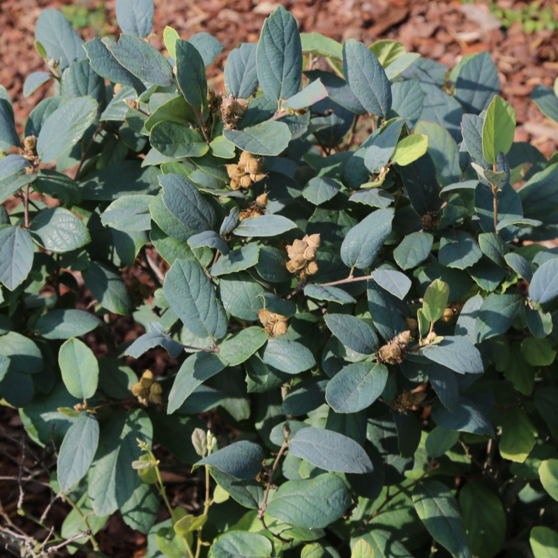 Fotergilla Gardena 'Blue Mist'