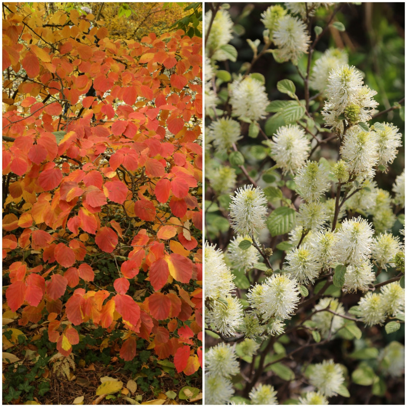 Fotergilla większa - liście i kwiaty