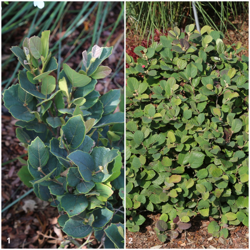 Fotergilla Gardena 'Glaucophylla' i 'Red Licorice'