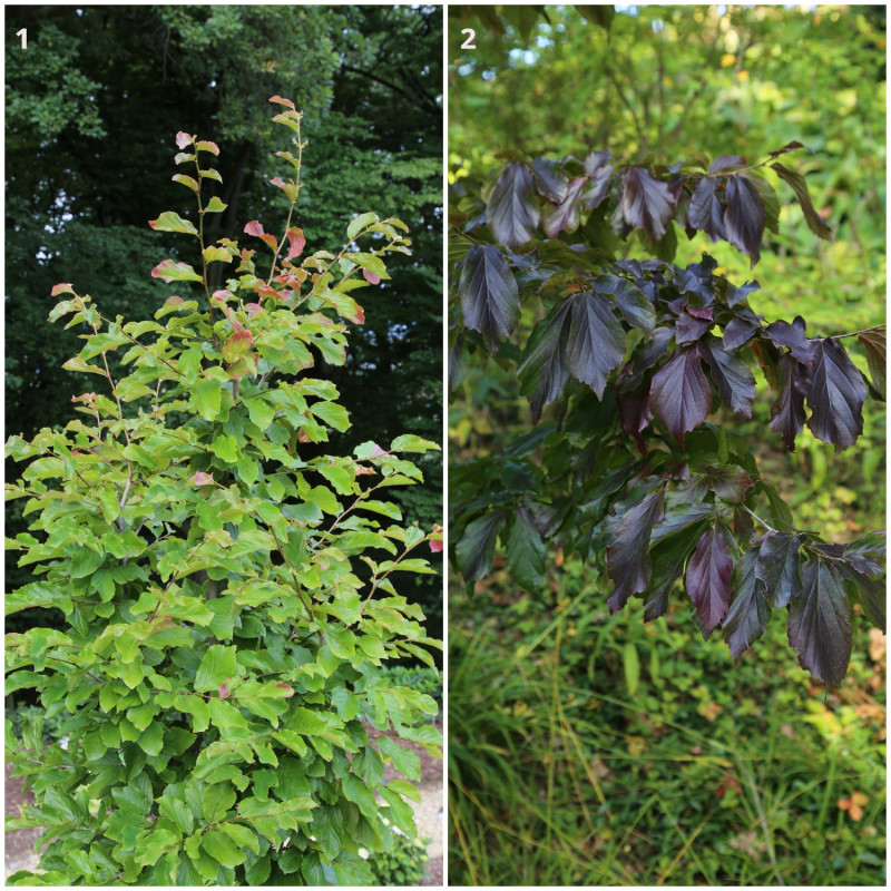 Parrocja perska i jej odmiana 'Bella'