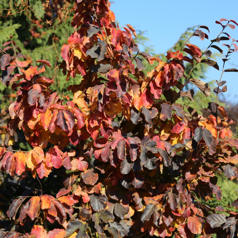 Parrocja perska jesienią