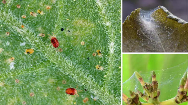Przędziorki na roślinach doniczkowych