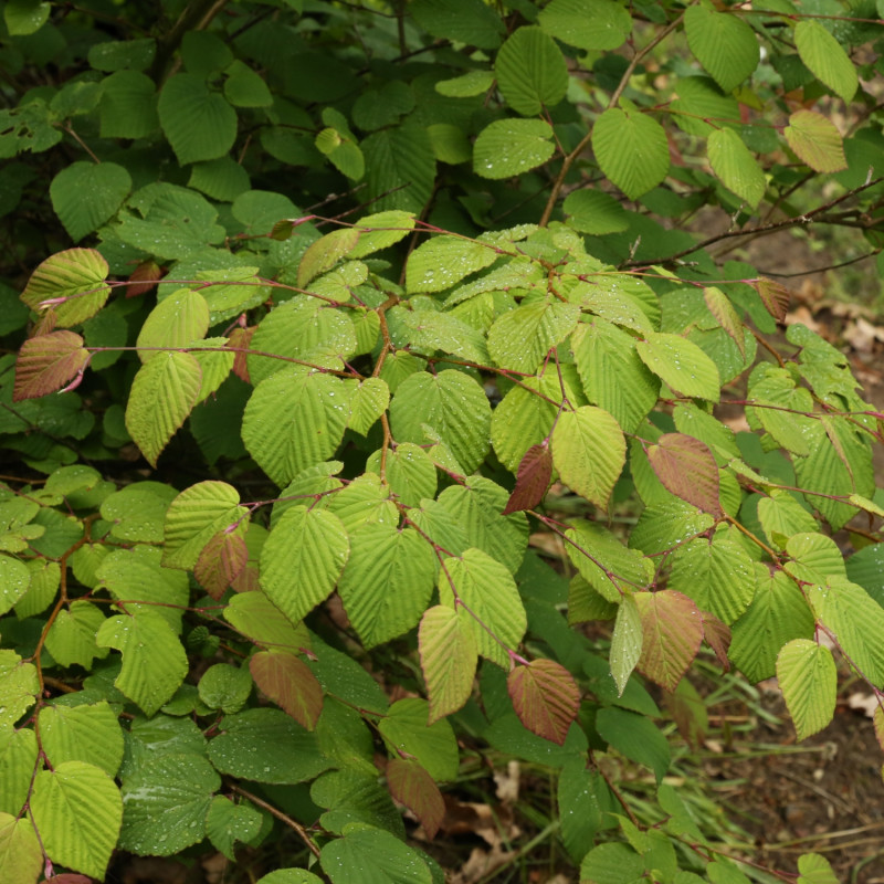 Leszczynowiec chiński 'Calvescens'