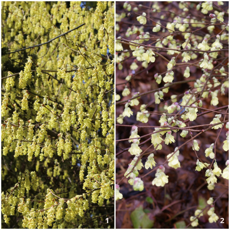 Leszczynowiec chiński i skąpokwiatowy