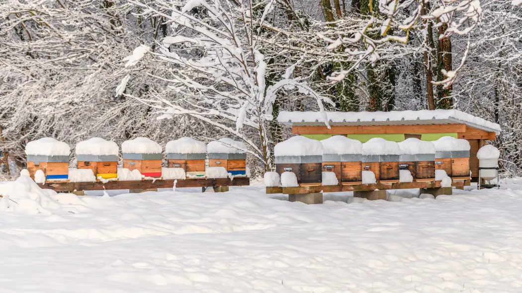 Zimowanie pszczół