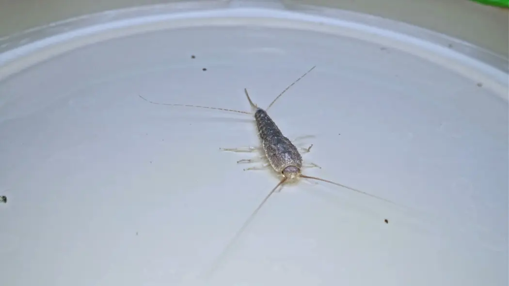 Rybik cukrowy w łazience