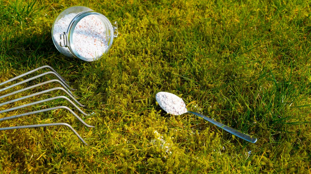 Wapnowanie w ciemno? To najczęstszy błąd ogrodników – lepiej sprawdź pH gleby