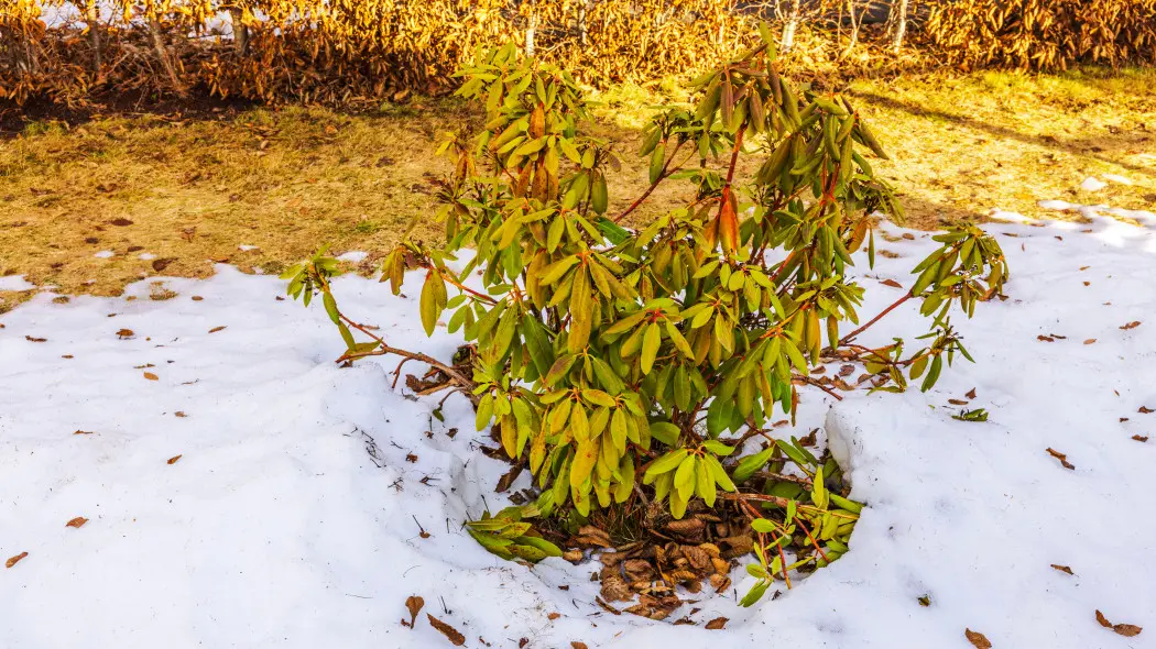 To przez to różanecznik usycha zimą. Błędy w zimowaniu rododendronów