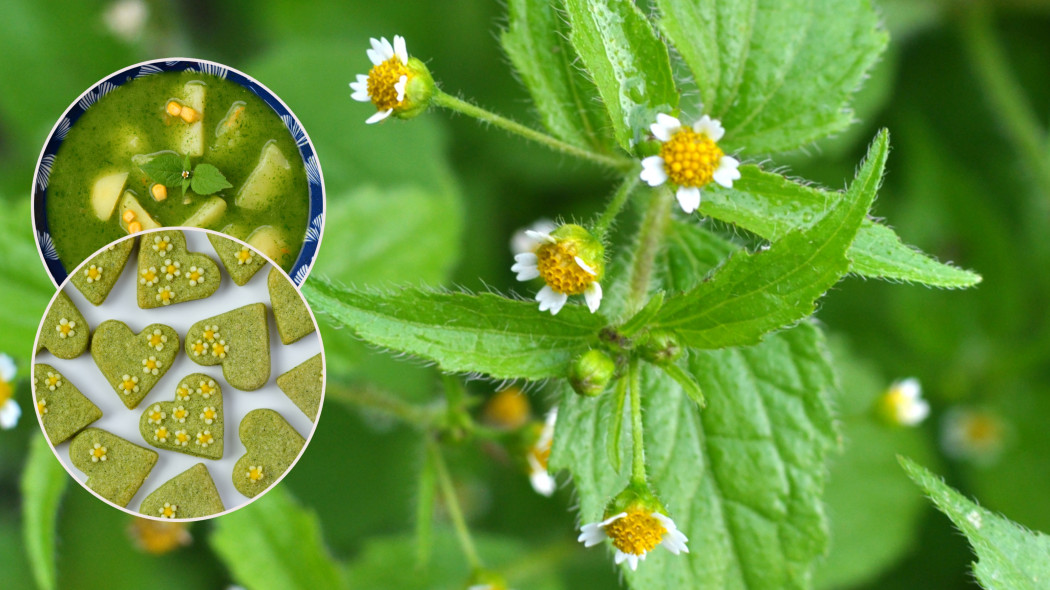 Żółtlica, przysmak z Kolumbii. Dwa przepisy na dania z kwiatów i liści